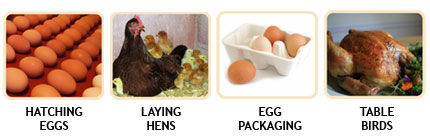 Small Animal Food
